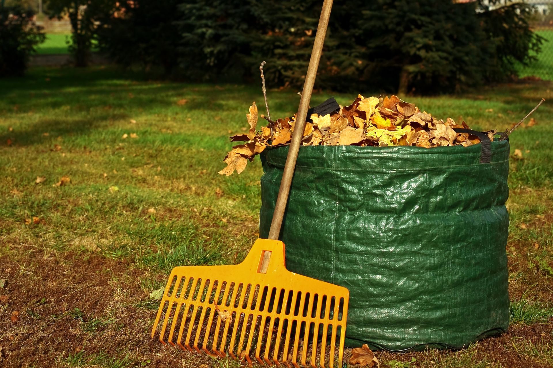 Râteau jaune et sac de collecte vert rempli de feuilles mortes sur pelouse en automne