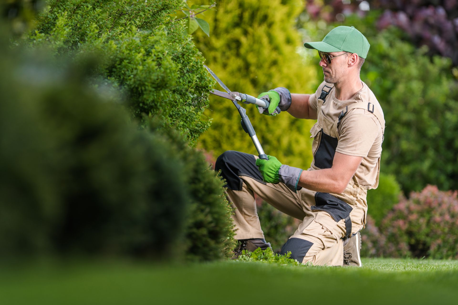 Jardinier en tenue de travail effectuant la taille d'une haie verte avec un cisaille télescopique